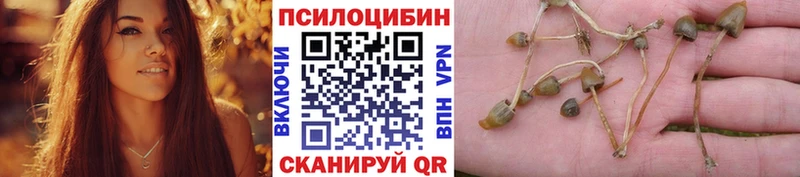 Псилоцибиновые грибы Psilocybine cubensis  продажа наркотиков  Асино 